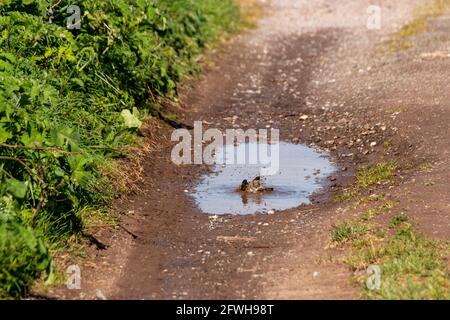 Eine Nahaufnahme eines Schwalben Baden in einem Schmutzige Pfütze auf der Seite einer unbefestigten Feldstraße Stockfoto