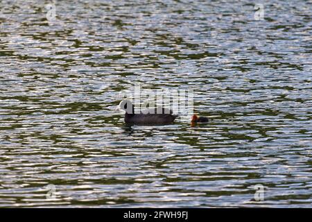 der coot mit den Neugeborenen, die im Hintergrund auf dem See schwimmen, tagsüber, ohne Menschen, ist die Zeit der Zucht vorbei Stockfoto