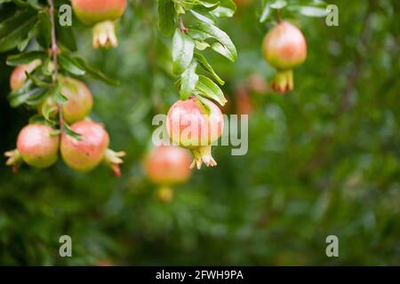 Zwerggranatapfelfrüchte auf Baum (Punica granatum Nana) Stockfoto