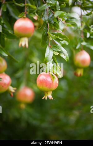 Zwerggranatapfelfrüchte auf Baum (Punica granatum Nana) Stockfoto