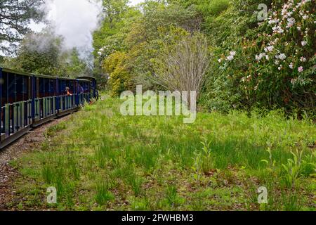 Exbury Gardens Railway, die 1.25 Meilen (16 km) durch den nördlichen Teil dieser spektakulären Gärten fährt. Miniatur-Dampfzug in Exbury Gardens - H Stockfoto