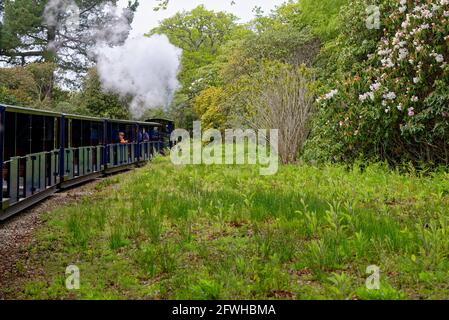 Exbury Gardens Railway, die 1.25 Meilen (16 km) durch den nördlichen Teil dieser spektakulären Gärten fährt. Miniatur-Dampfzug in Exbury Gardens - H Stockfoto