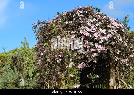 Clematis Montana blüht auf dem Spalierbogen im Garten vor dem Hintergrund des blauen Himmels Stockfoto