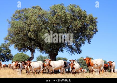 Rote und weiße Stachelhornkühe neben Steineiche in Der Süden von Extremadura Stockfoto