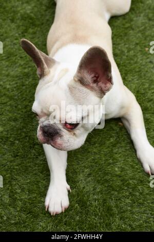 Französische Bulldogge mit nictitating Membran Stockfoto