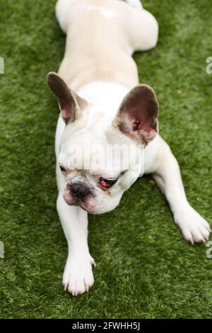 Französische Bulldogge mit nictitating Membran Stockfoto