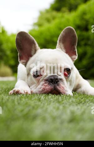 Französische Bulldogge mit nictitating Membran Stockfoto