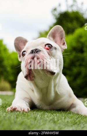 Französische Bulldogge mit nictitating Membran Stockfoto