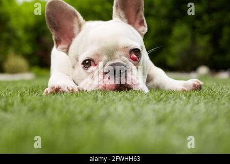 Französische Bulldogge mit nictitating Membran Stockfoto