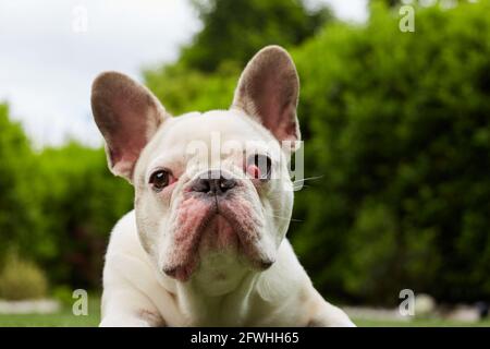 Französische Bulldogge mit nictitating Membran Stockfoto