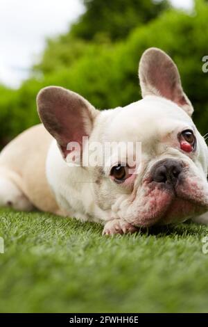 Französische Bulldogge mit nictitating Membran Stockfoto