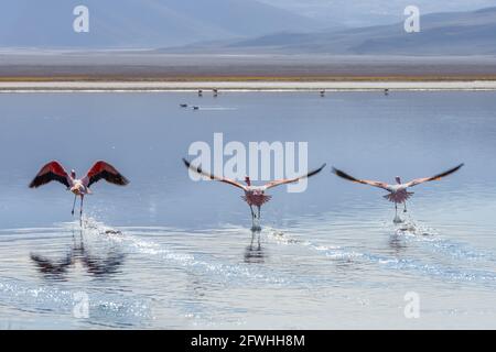 Die rosa Flamingos der Anden, die auf der Oberfläche des Sees hoch oben in den Anden, der Atacama-Wüste, Chile, in der Nähe des Vulkans Ojos del Salado fliegen Stockfoto