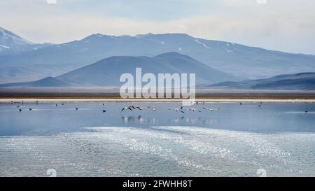 Eine Gruppe von rosa Flamingos, die über den hochgelegenen See mit vulkanischer Landschaft im Hintergrund in den Anden, Atacama-Wüste, Chile, fliegen Stockfoto