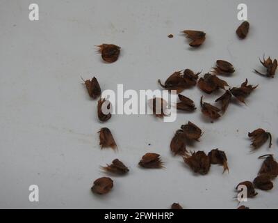 Nahaufnahme von Chia, Salvia hispanica Samenhaufen mit Blumen auf einer weißen Oberfläche Stockfoto