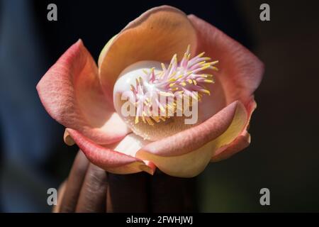 Aprikosenfarbene, duftende Blüte eines Kanonenkugelbaums Stockfoto