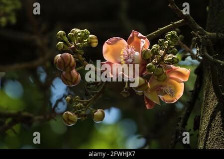 Pricose-farbige duftende Blüten und Knospen eines Kanonenkugelbaums Stockfoto