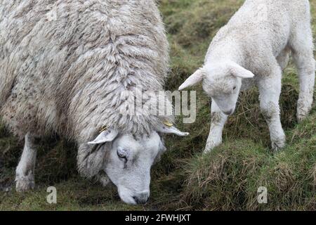 Schaf und Lamm fressen Gras. Stockfoto