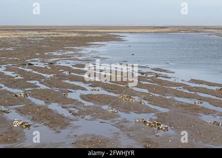 Pflügefurchen und Spuren der Torfgewinnung des mittelalterlichen Kulturlandes werden bei Ebbe im Watt vor Hallig Hooge sichtbar. Stockfoto