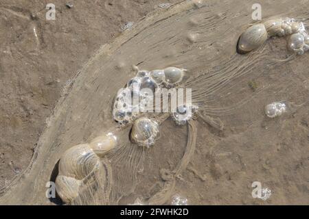 Schaum, Streifen und Blasen auf den braunen Schlammflächen. Stockfoto