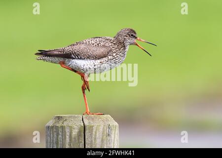 Rotschenkel steht mit einem Bein auf einer Holzstange und Ruft mit offenem Schnabel Stockfoto