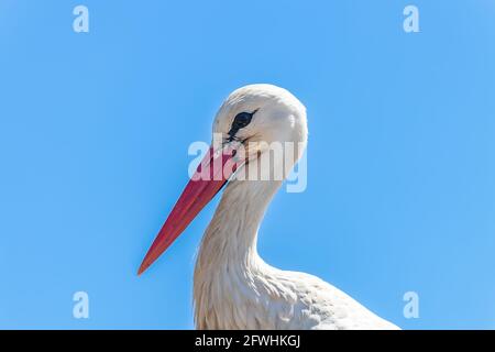 Detail des Leiters des Weißstorchs - Ciconia ciconia - im Naturschutzgebiet und Naturpark Donana, Andalusien, Spanien Stockfoto