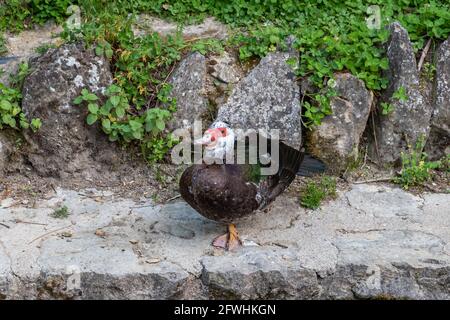 Muscovy Ente, bekannt als Kreolente, Bragado, schwarze Ente oder mute Ente - Cairina Moschata - steht am Rande des Flusses Cerezuelo in Cazorla, Jae Stockfoto