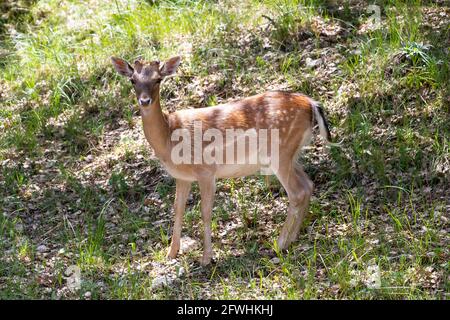 Junge Exemplare von Brachling oder Hirschen in der Sierra de Cazorla. Der wissenschaftliche Name ist Dama dama, manchmal auch Cervus dama genannt, es ist eine Art von Stockfoto