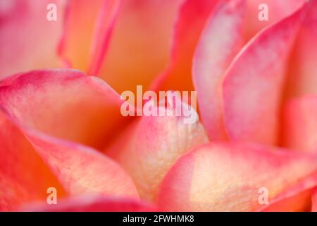 „Perfect Moment“-Hybridrose in Blüte. San Jose Municipal Rose Garden, San Jose, Kalifornien, USA. Stockfoto