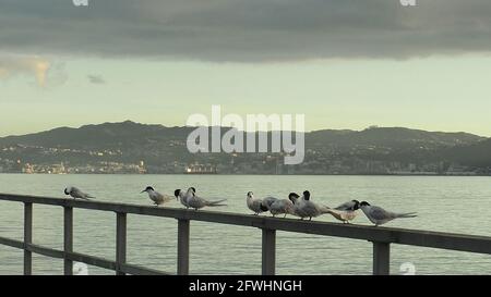 Unter niedrigen dunklen Wolken, weißen Frontseite Seeschwalben und preen auf Petone Wharf im Wellington Hafen, Neuseeland. Die Stadt ist im Hintergrund sonnendurchflutet. Stockfoto