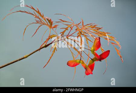 Japanischer Ahorn mit Spitzblatt (Acer palmatum) und drei sich entwickelnden samaras (geflügelte Achenen), von der Sonne gegen einen blauen Himmel hinterleuchtet. Stockfoto