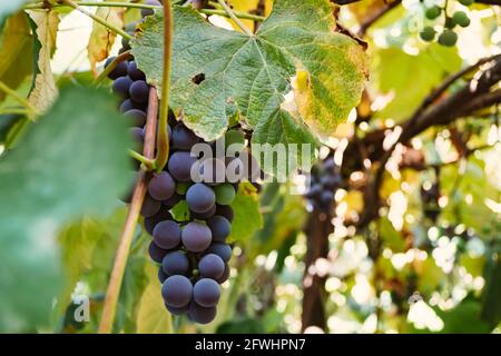 Blaue Trauben im Herbst im Weinberg. Isabella-Rebsorte. Stockfoto