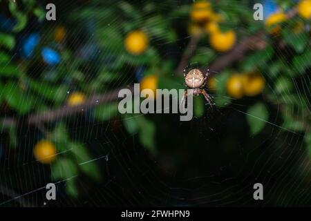 Eine Kreuzspinne kriecht auf einem Netz im Garten. Stockfoto