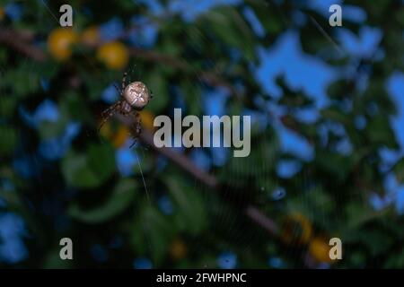Eine Kreuzspinne kriecht auf einem Netz im Garten. Stockfoto