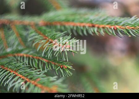 Schöner grüner Zweig eines Weihnachtsbaums, konzentrieren Sie sich auf die Spitzen der Nadeln. Stockfoto