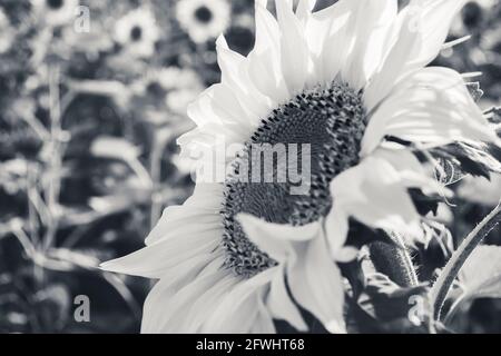 Schöne Sonnenblumenblume in schwarz-weißen Farben. Selektiv fokussiert und in einem Sommerfeld fotografiert. Stockfoto