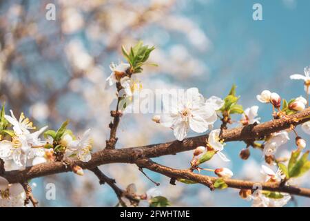 Wunderschöne Kirschblüten im Frühling unter dem blauen Himmel im Garten. Stockfoto