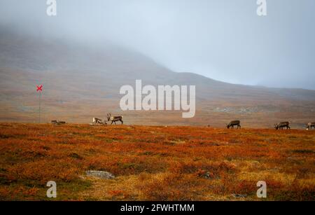 Rentiere trafen sich zwischen Alesjaure und Tjaktja Hütten, während sie auf dem Kungsleden Trail, im Frühherbst, in Schwedisch Lappland, wanderten. Ein rotes Schild markiert den Weg. Stockfoto