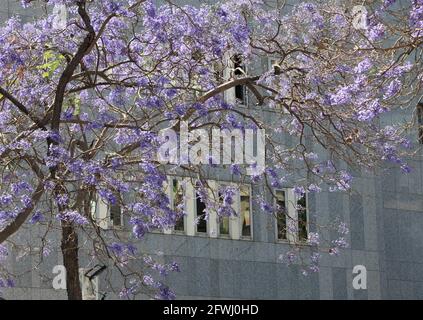 Beirut, Libanon. Mai 2021. Jacaranda-Bäume blühen entlang der Damascus Street in Beirut, Libanon, 18. Mai 2021. Quelle: Liu Zongya/Xinhua/Alamy Live News Stockfoto