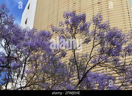 Beirut, Libanon. Mai 2021. Jacaranda-Bäume blühen entlang der Damascus Street in Beirut, Libanon, 16. Mai 2021. Quelle: Liu Zongya/Xinhua/Alamy Live News Stockfoto