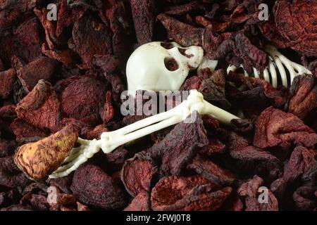 Halloween Skelett Schädel, Rippen und Arm teilweise in Bio-roten Rüben-Chips begraben Stockfoto