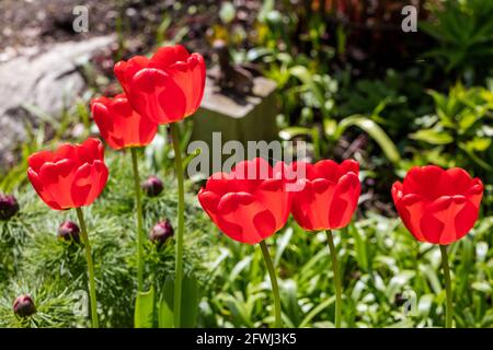 „Roter Kaiser, Madame Lefeber“ Fosteriana Tulip, Kejsartulpan (Tulipa fosteriana) Stockfoto