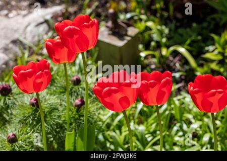 „Roter Kaiser, Madame Lefeber“ Fosteriana Tulip, Kejsartulpan (Tulipa fosteriana) Stockfoto