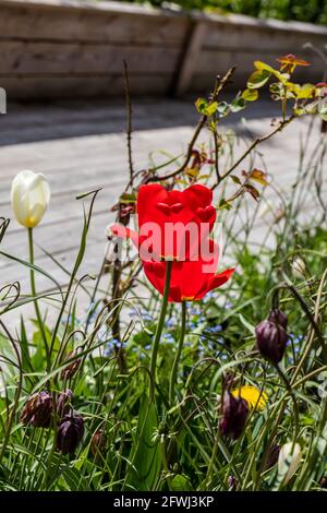 „Roter Kaiser, Madame Lefeber“ Fosteriana Tulip, Kejsartulpan (Tulipa fosteriana) Stockfoto