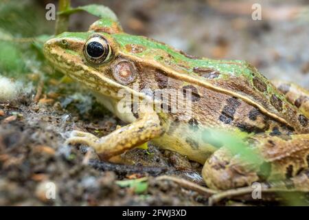 Seitenansicht eines südlichen Leopardenfroschs (Rana sphenocephala) am Creek. North Carolina. Stockfoto