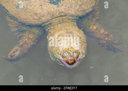 Eine gewöhnliche Schnappschildkröte (Chelydra serpentina), die in einem Teich posiert. Raleigh, North Carolina. Stockfoto