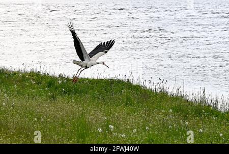 19. Mai 2021, Brandenburg, Rühstädt: Im UNESCO-Biosphärenreservat Elbe-Brandenburg fliegt ein Weißstorch von einer Elbe-Wiese hoch. Die Brandenburger können die Entspannung des Corona-Reglements am Pfingstwochenende nutzen und Ausflüge Unternehmen. Foto: Jens Kalaene/dpa-Zentralbild/ZB Stockfoto