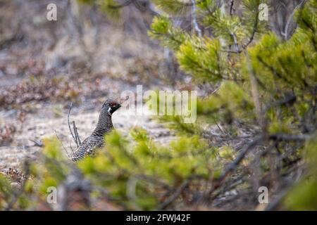 Wildes Schneehuhn, das im Frühling im Norden Kanadas gesehen wurde, während es sich hinter Kiefernnadeln versteckte. Stockfoto