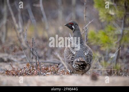 Gesteinsschneehuhn in wilder, natürlicher Umgebung während der Frühjahrszeit im Norden Kanadas mit Ganzkörperexposition. Stockfoto