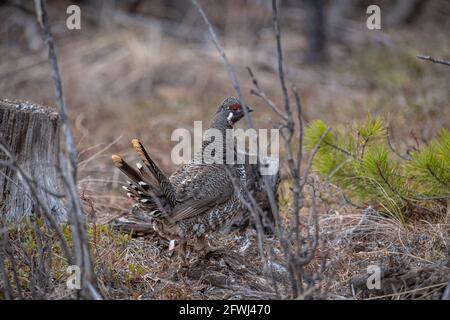 Gesteinsschneehuhn in wilder, natürlicher Umgebung während der Frühjahrszeit im Norden Kanadas mit Ganzkörperexposition. Stockfoto