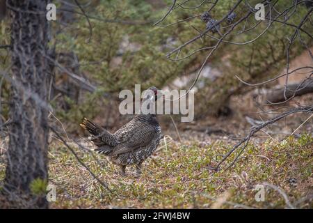 Gesteinsschneehuhn in wilder, natürlicher Umgebung während der Frühjahrszeit im Norden Kanadas mit Ganzkörperexposition. Stockfoto